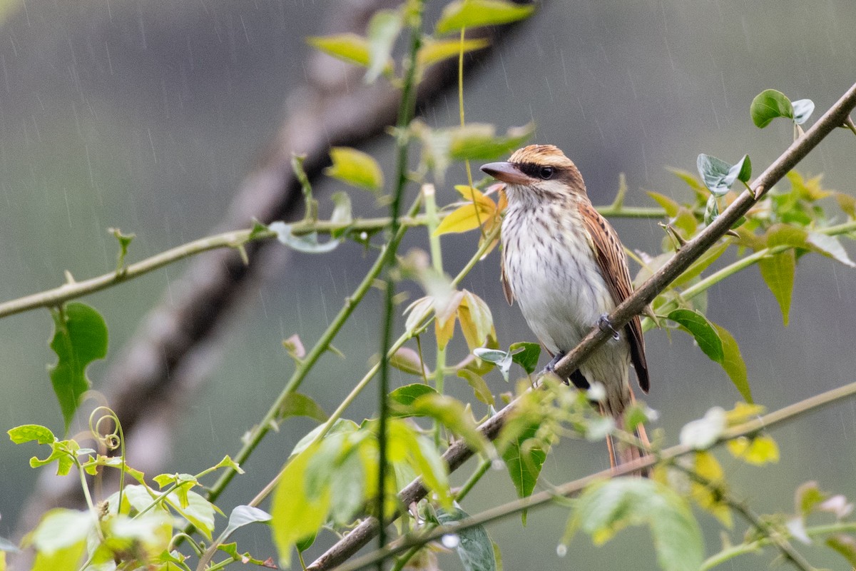 Streaked Flycatcher - ML646430639