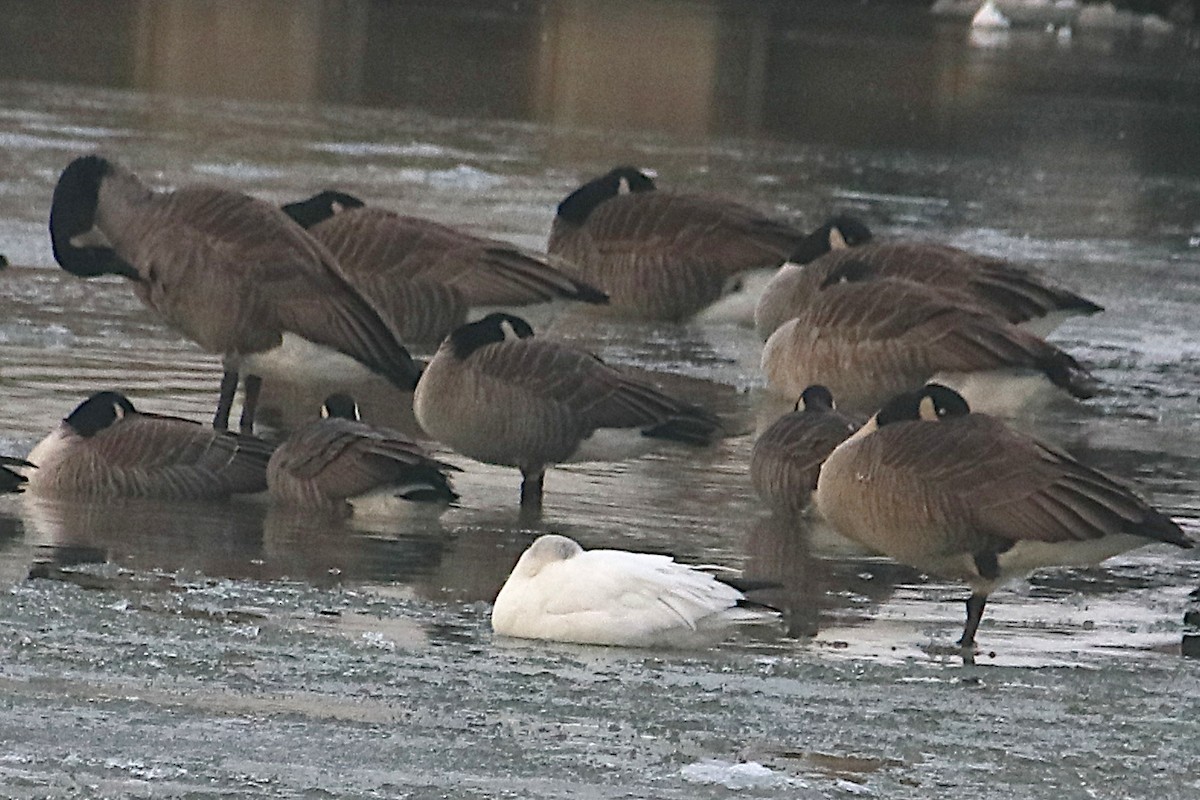 Snow Goose - ML646430640