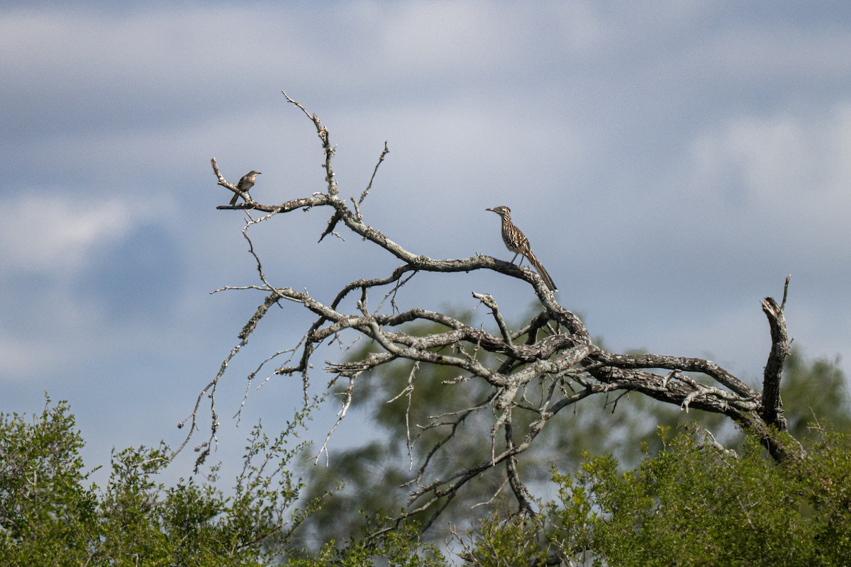 Greater Roadrunner - ML646430641