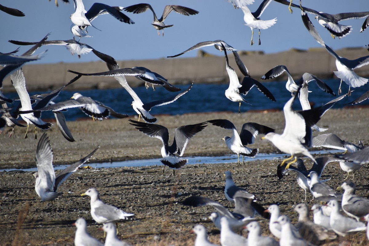 Black-tailed Gull - ML646430642