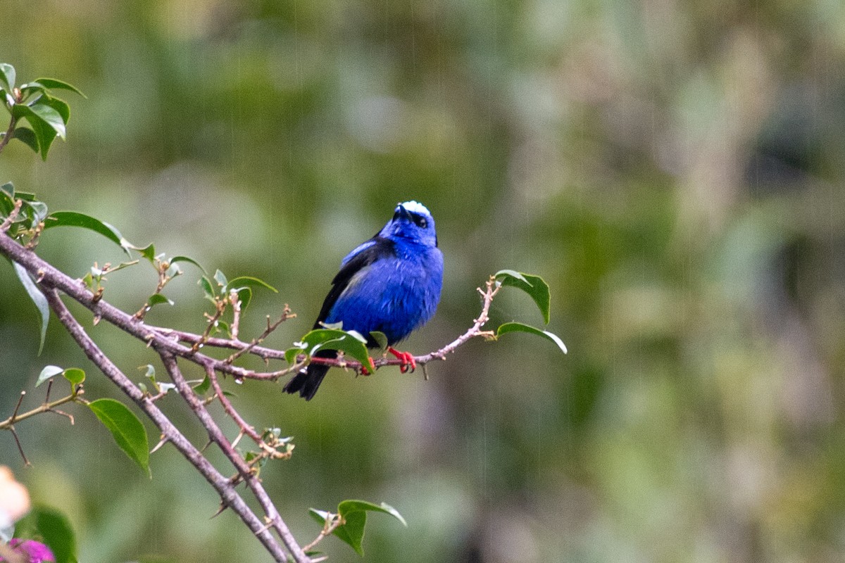 Red-legged Honeycreeper - ML646430643