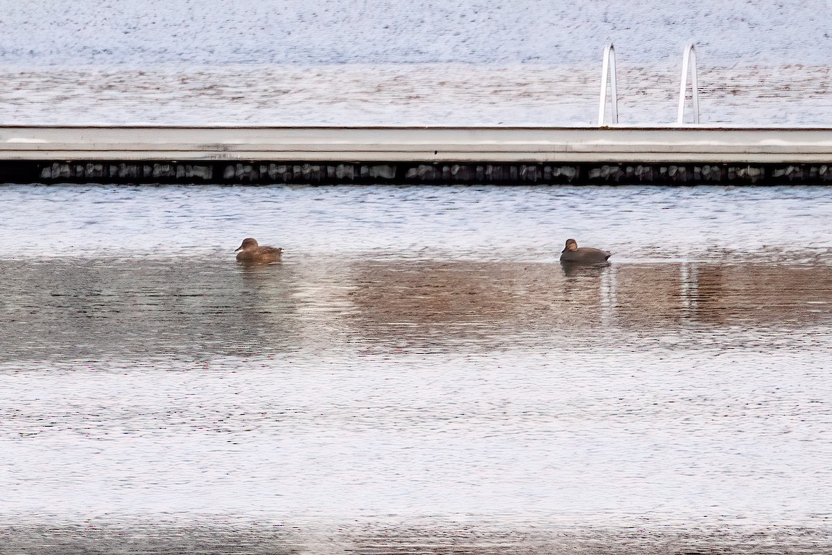 Gadwall - ML646430645