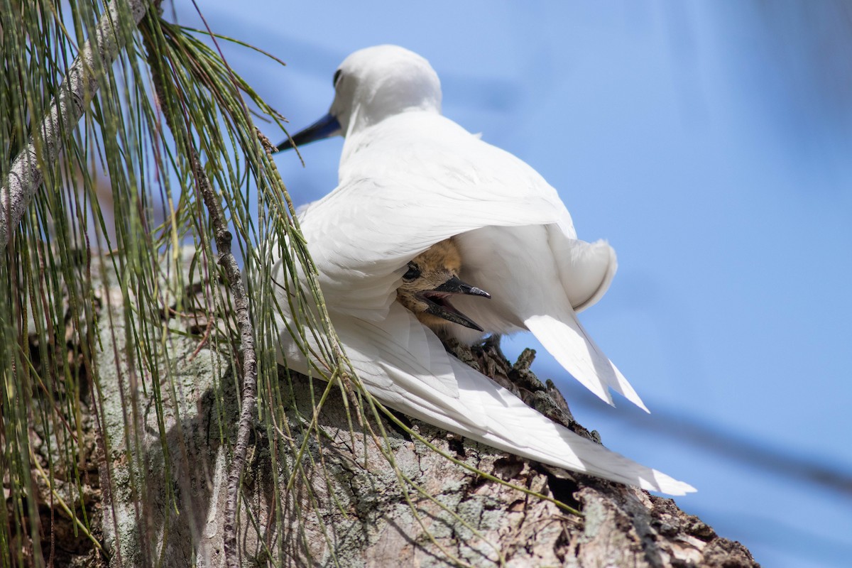 Blue-billed White-Tern - ML646430647