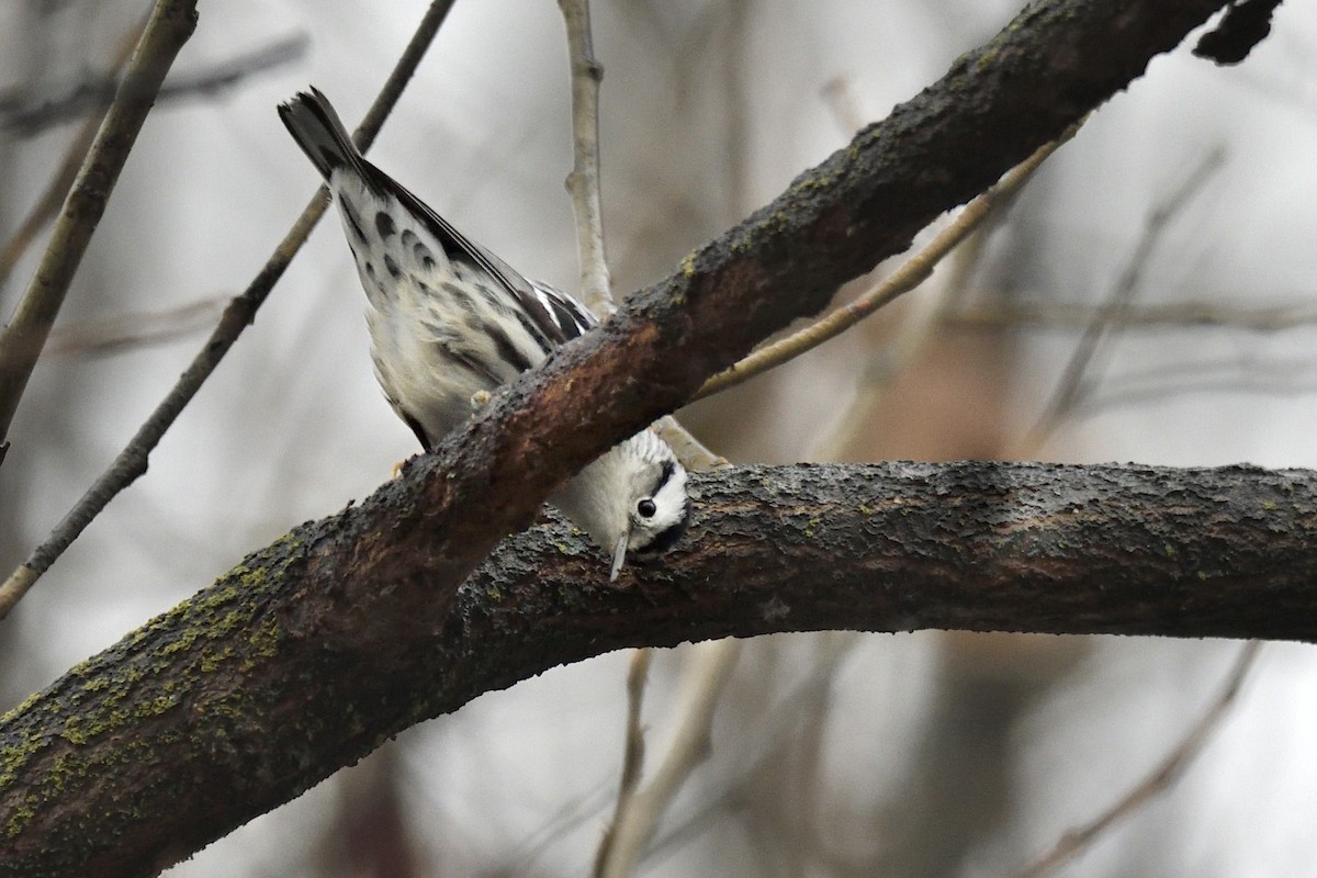 Black-and-white Warbler - ML646430650