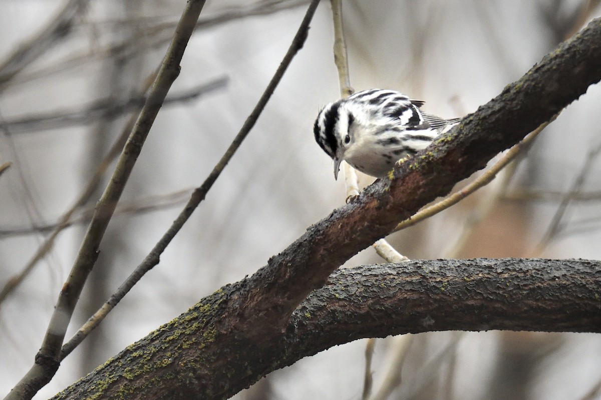 Black-and-white Warbler - ML646430651