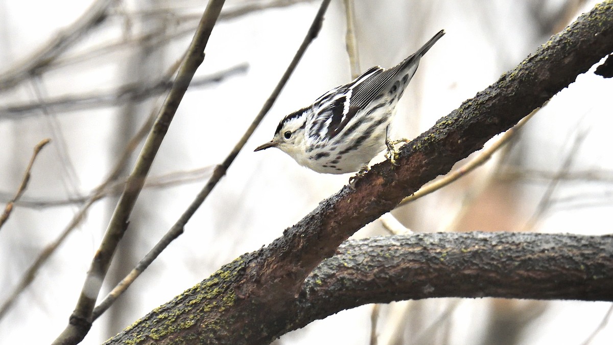 Black-and-white Warbler - ML646430652