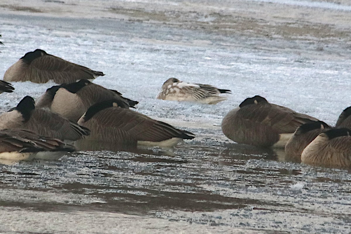 Snow Goose - ML646430653