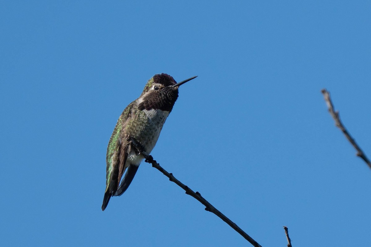 Colibri d'Anna - ML646430656