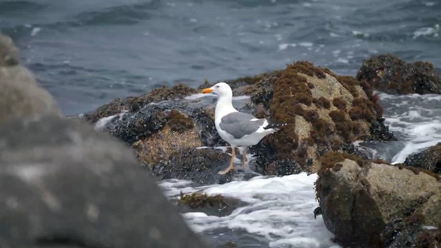 Western Gull - ML646430660