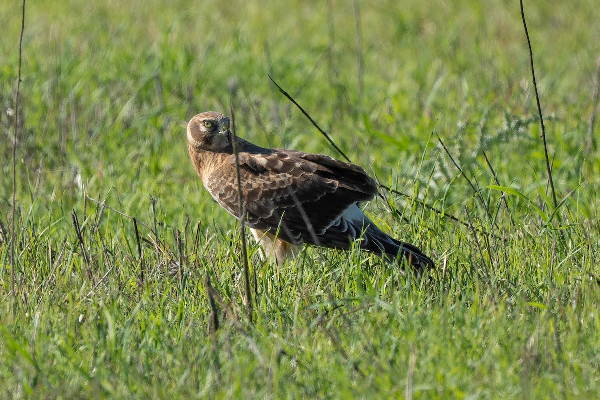 Busard des marais - ML646430661