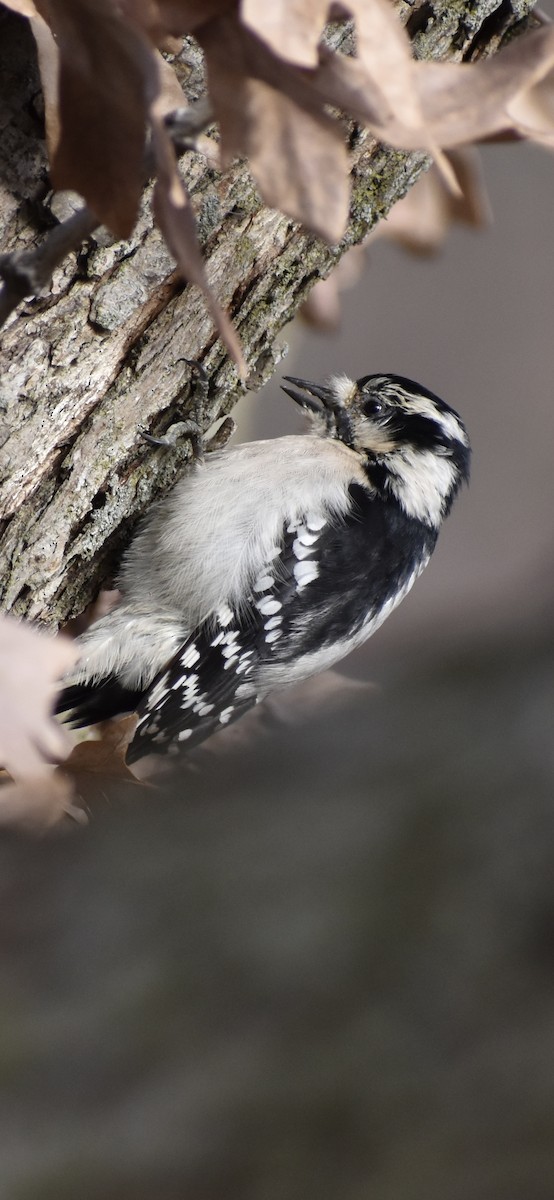Downy Woodpecker - ML646430662