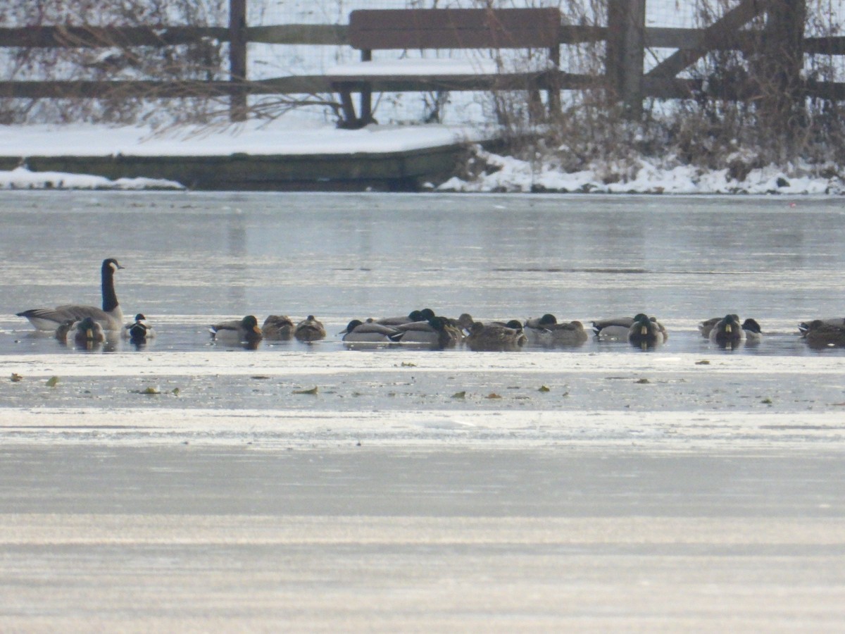 Ringschnabelente - ML646430664