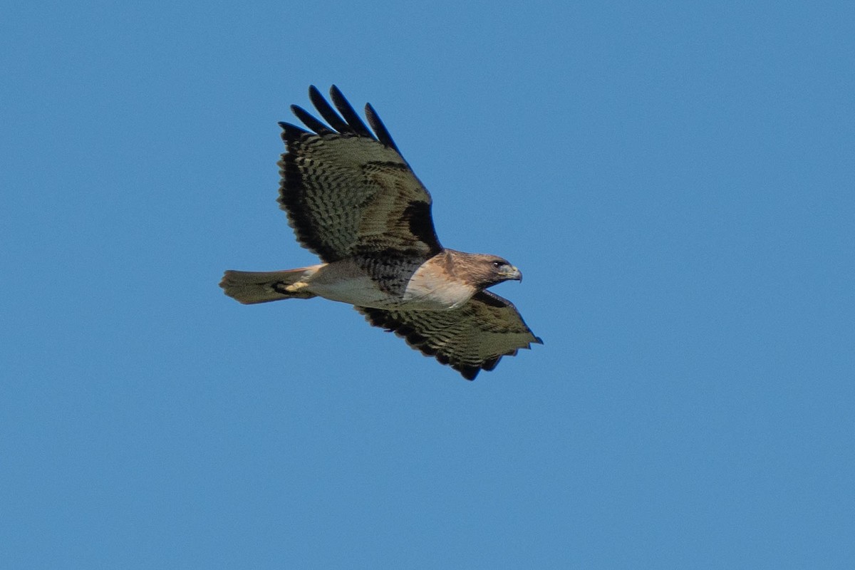 Buse à queue rousse - ML646430665