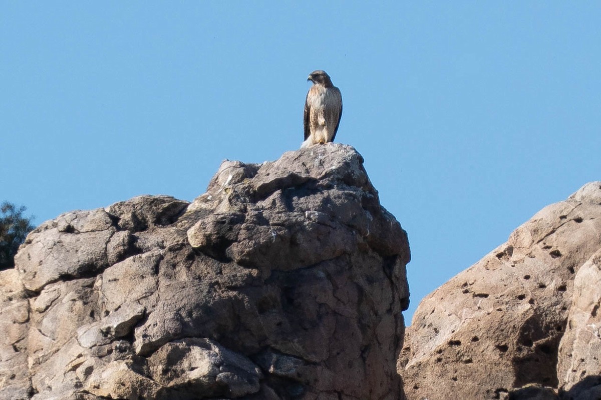 Buse à queue rousse - ML646430666
