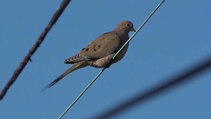Mourning Dove - ML646430668