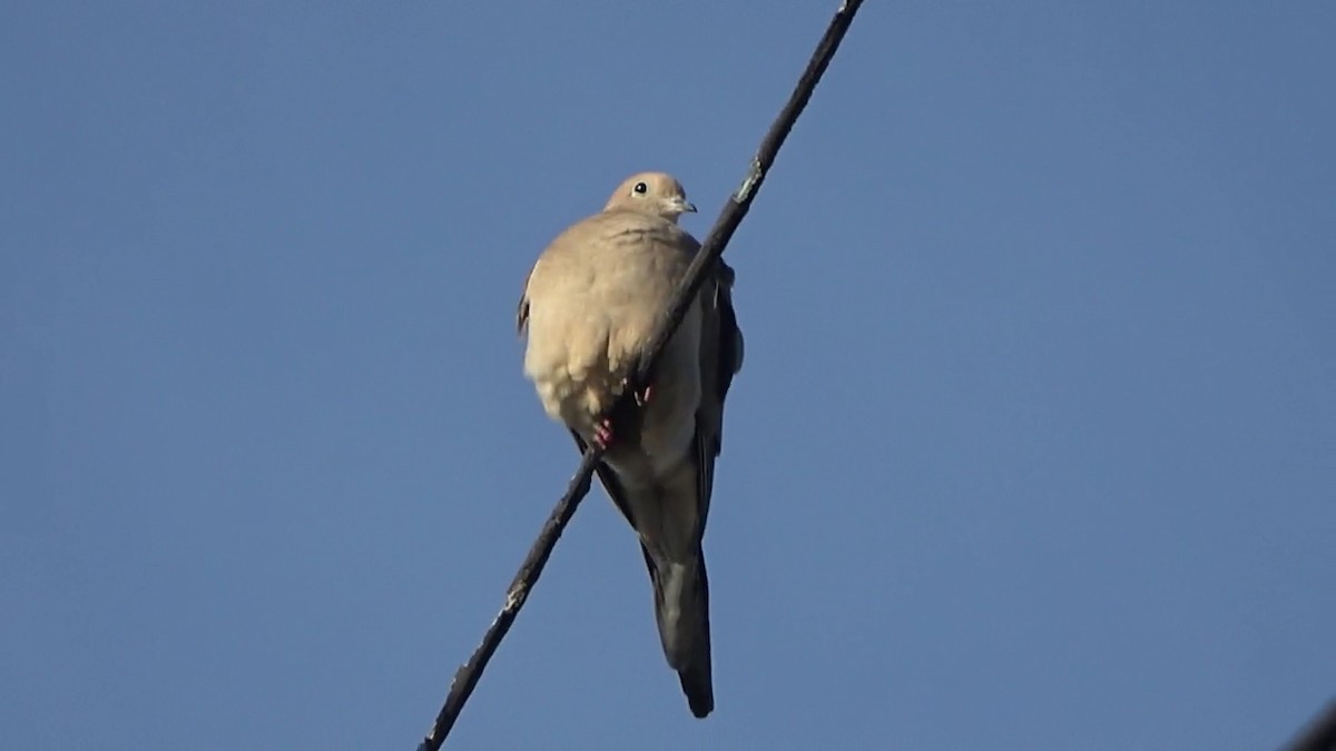 Mourning Dove - ML646430669