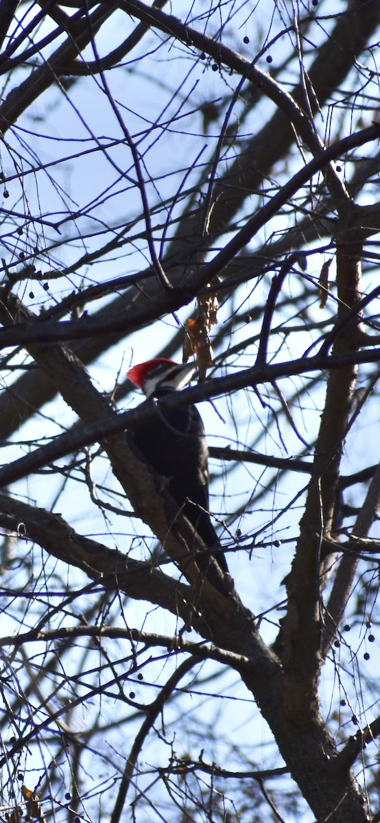 Жовна північна - ML646430670