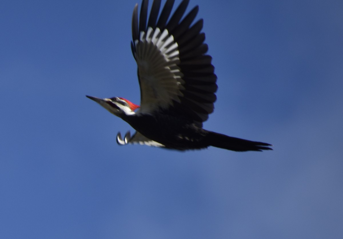 Жовна північна - ML646430671