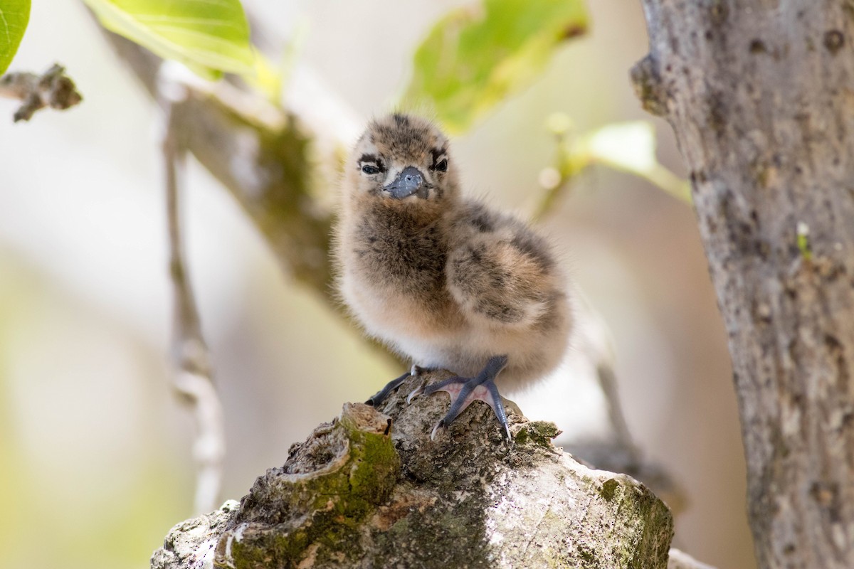 Blue-billed White-Tern - ML646430680
