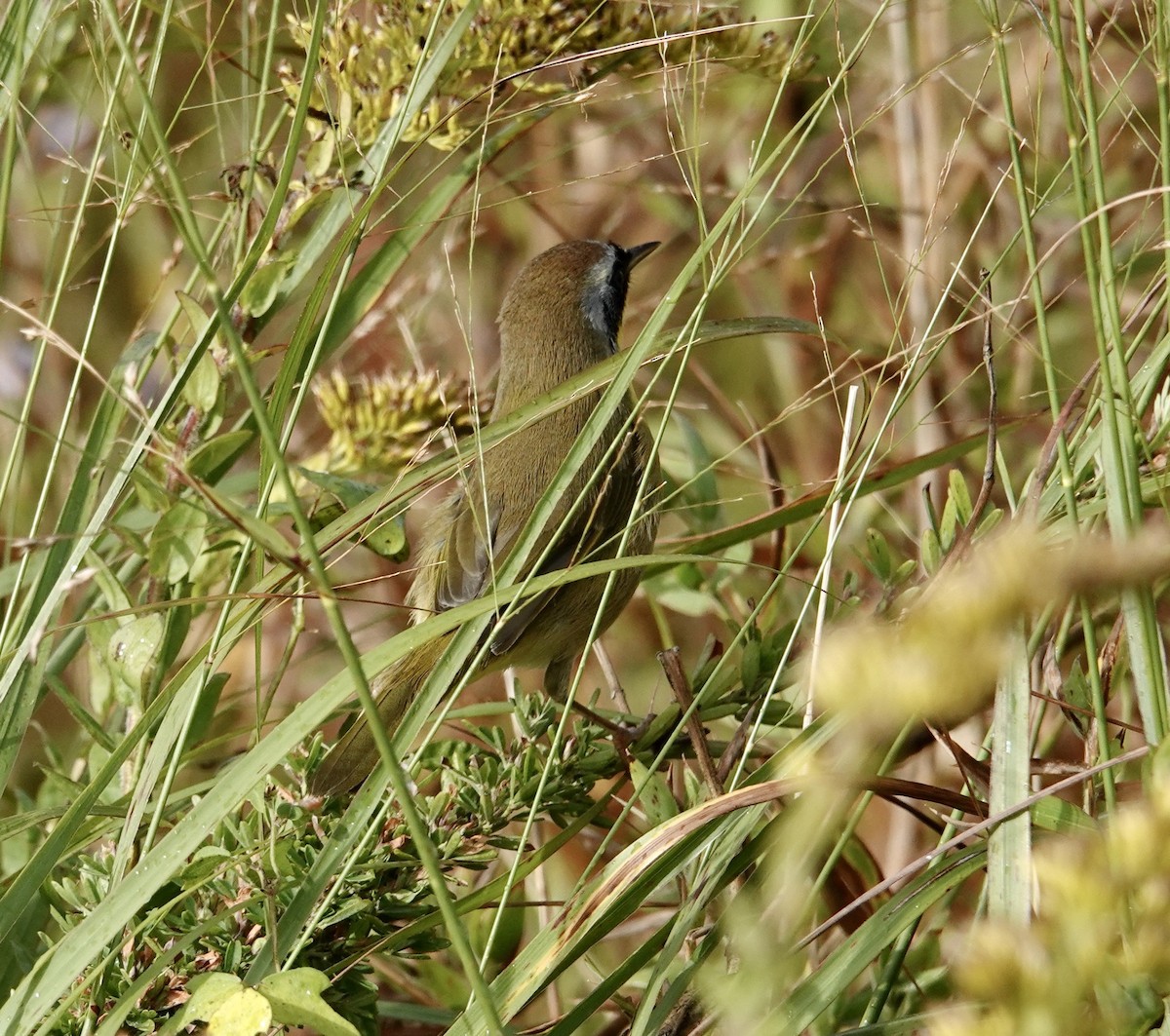 lesňáček žlutohrdlý - ML646430681