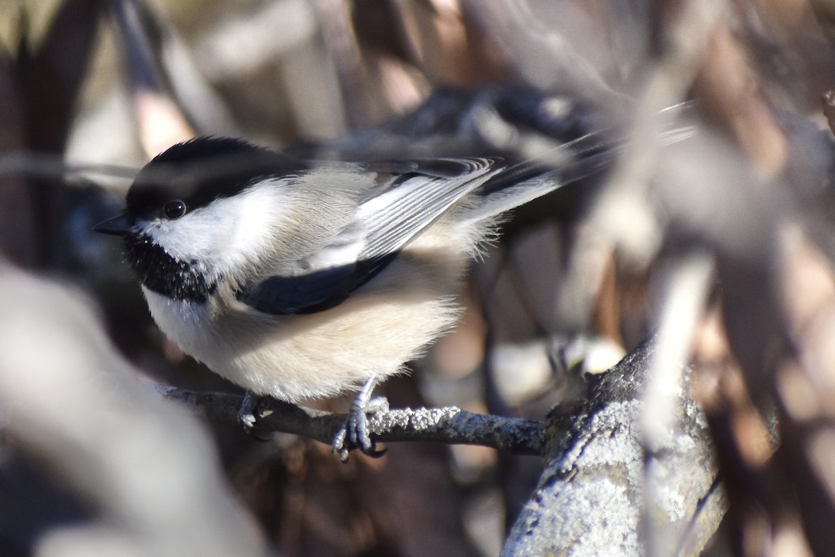 Black-capped Chickadee - ML646430682