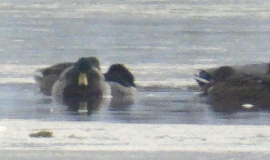 Ringschnabelente - ML646430684