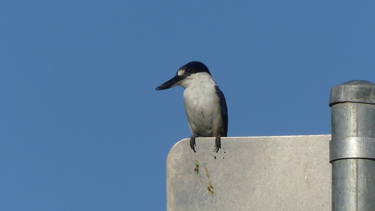 Forest Kingfisher - ML646430685