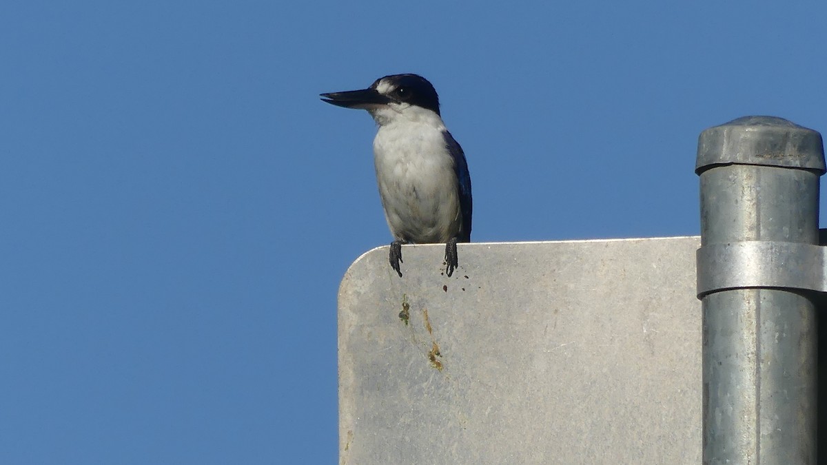 Forest Kingfisher - ML646430686