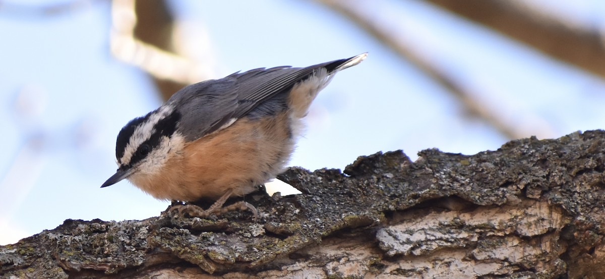 Red-breasted Nuthatch - ML646430695