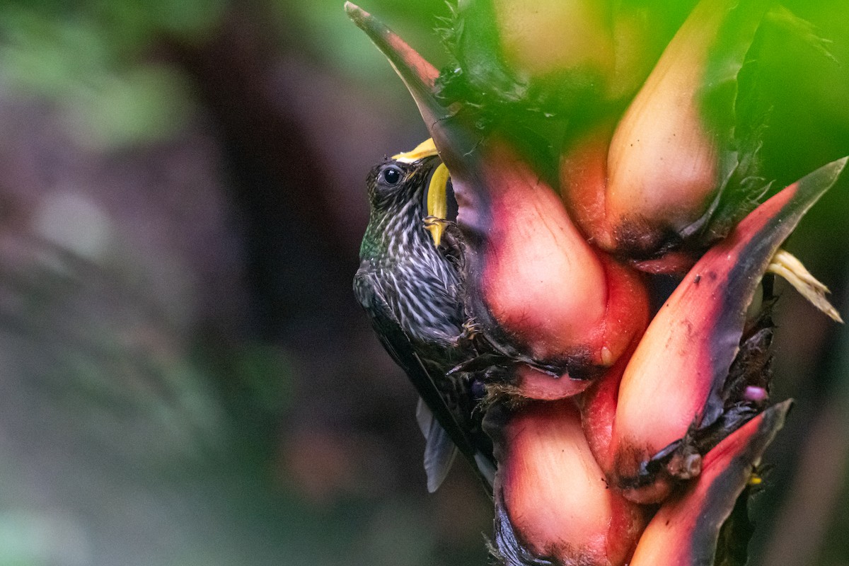 White-tipped Sicklebill - ML646430700