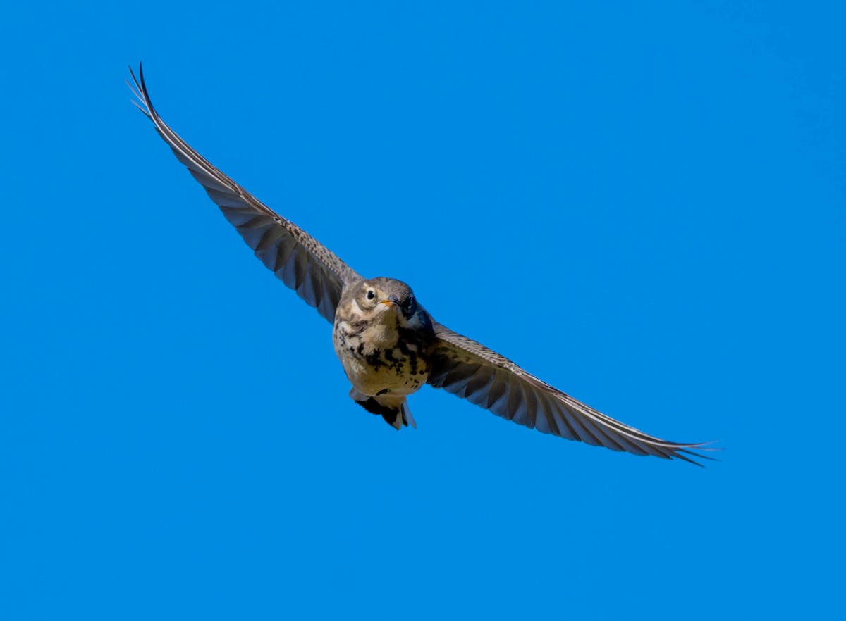 linduška tundrová - ML646430701