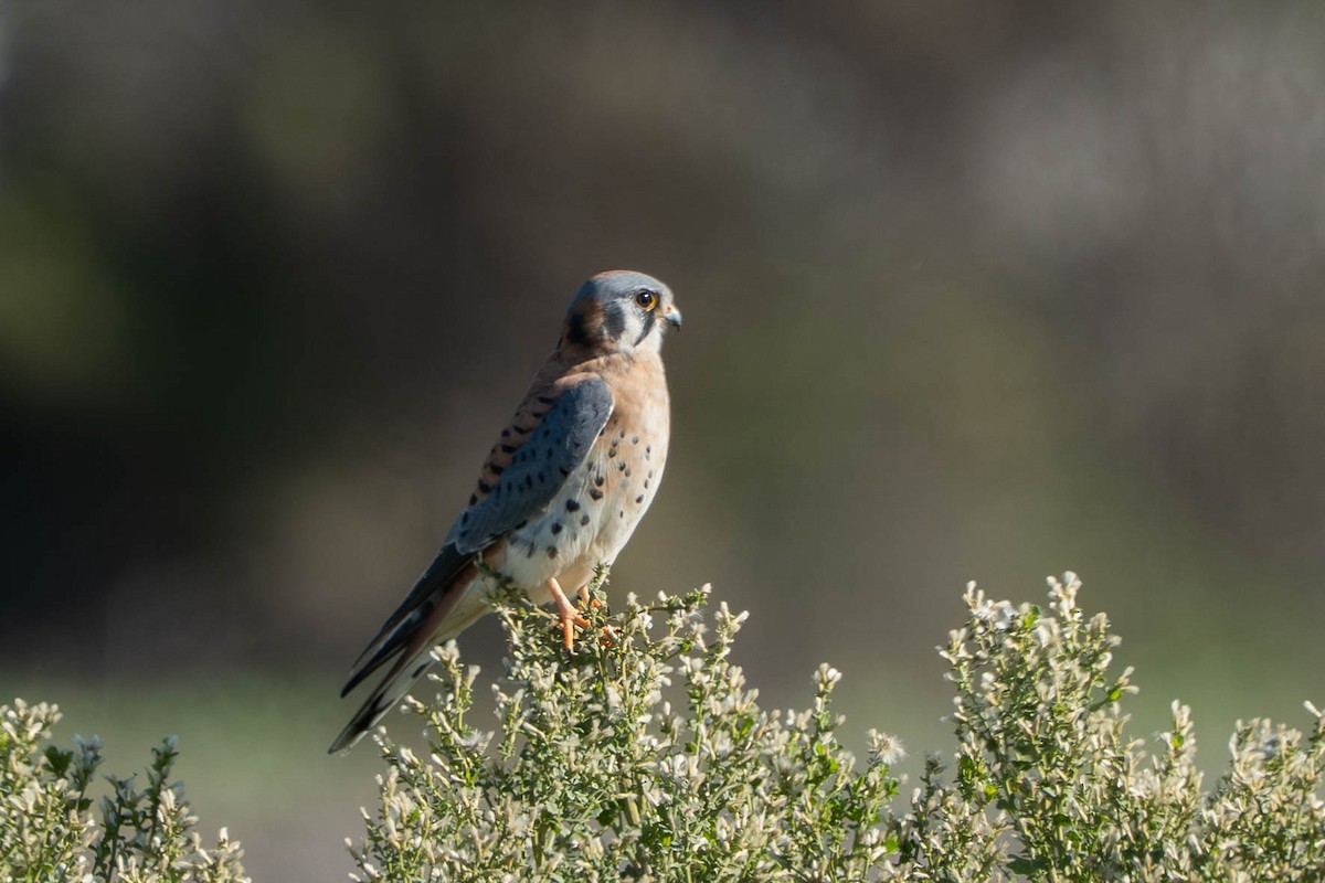 Crécerelle d'Amérique - ML646430702
