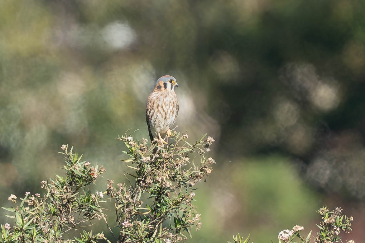 Crécerelle d'Amérique - ML646430703