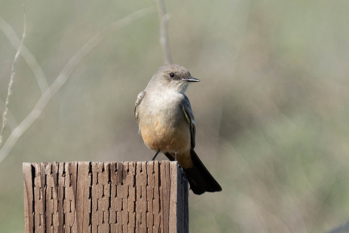 Moucherolle à ventre roux - ML646430709