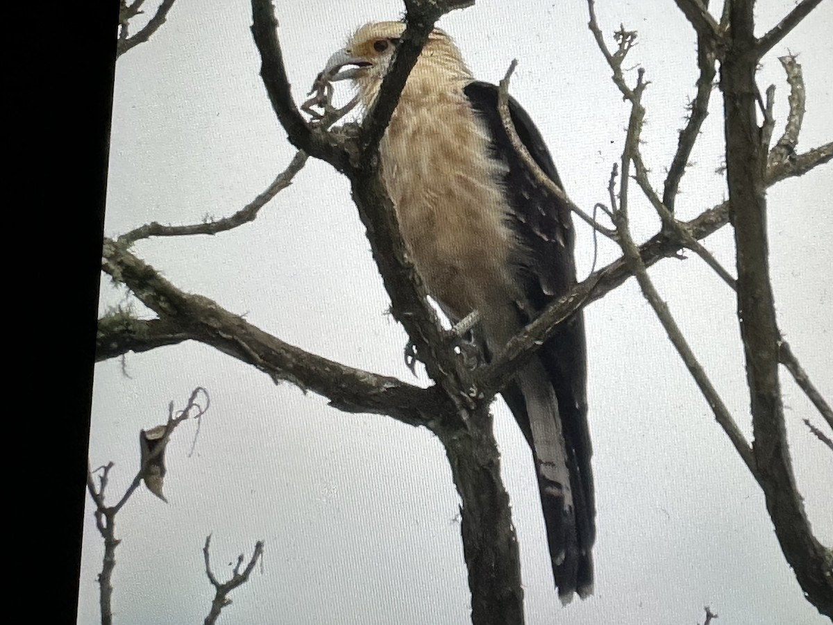 Caracara à tête jaune - ML646430711