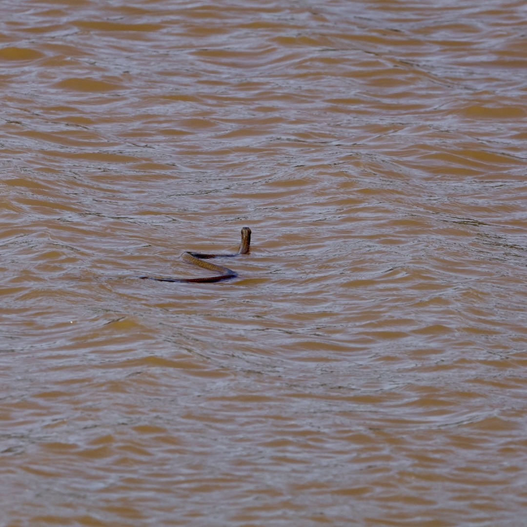 Eastern Brown Snake - ML646430712