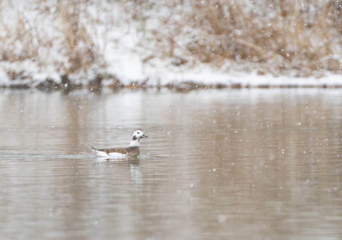 Eisente - ML646430714