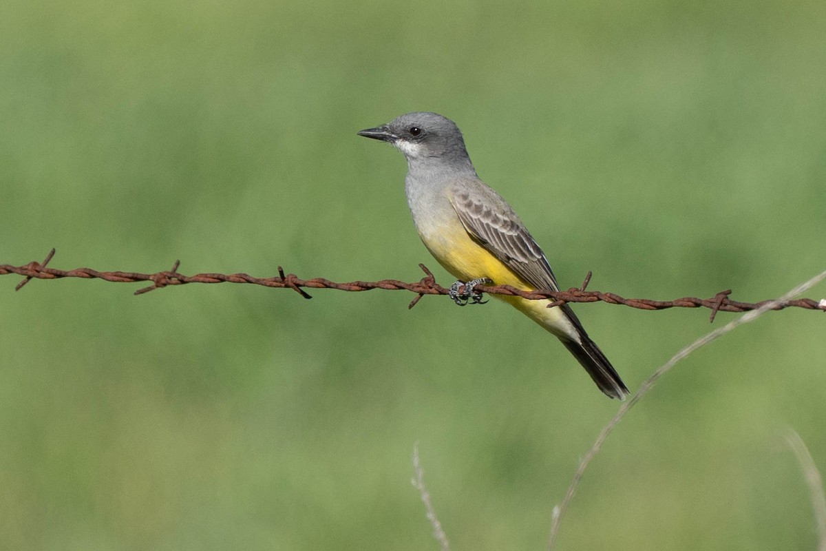 Tyran de Cassin - ML646430715