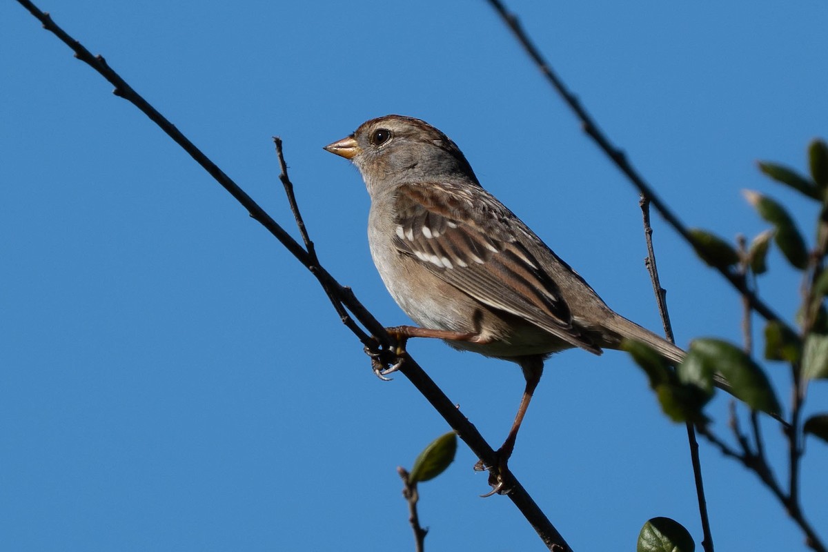 Bruant à couronne blanche - ML646430716