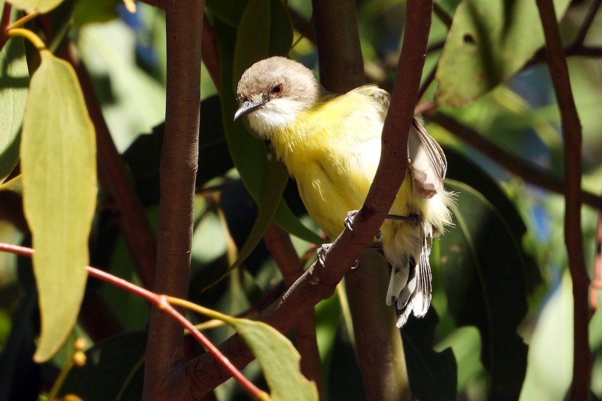 White-throated Gerygone - ML646430725