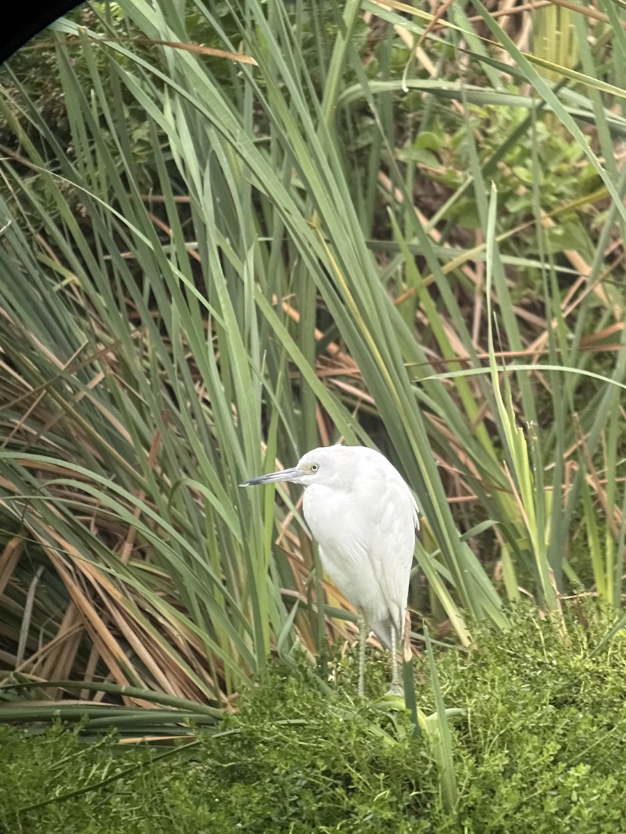 Little Blue Heron - ML646430726