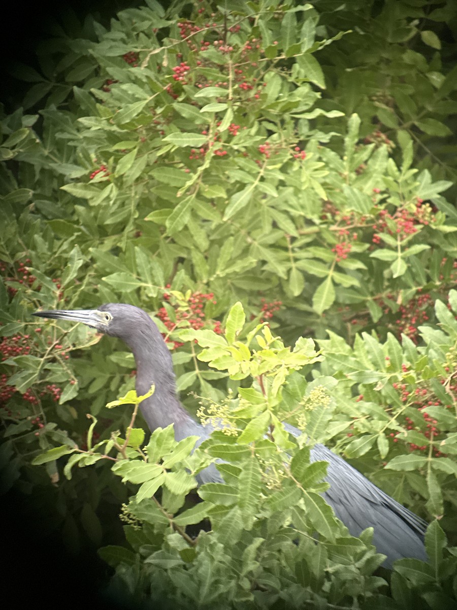 Little Blue Heron - ML646430727