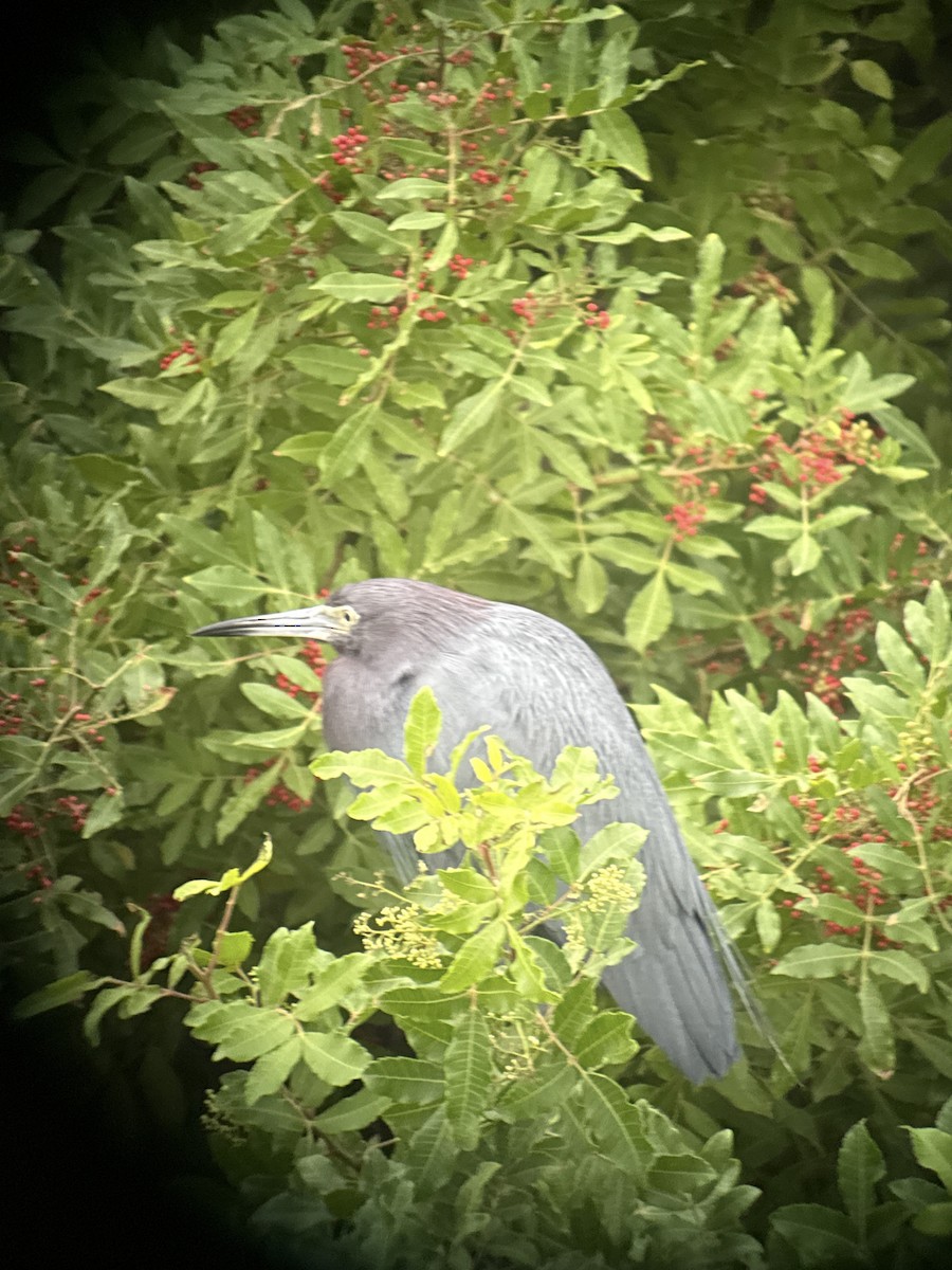 Little Blue Heron - ML646430728
