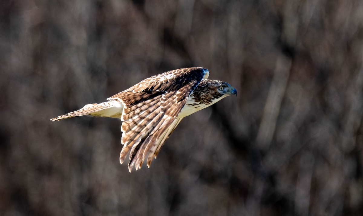 káně rudochvostá - ML646430730