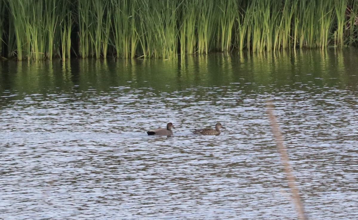 Ánade Friso - ML646430732