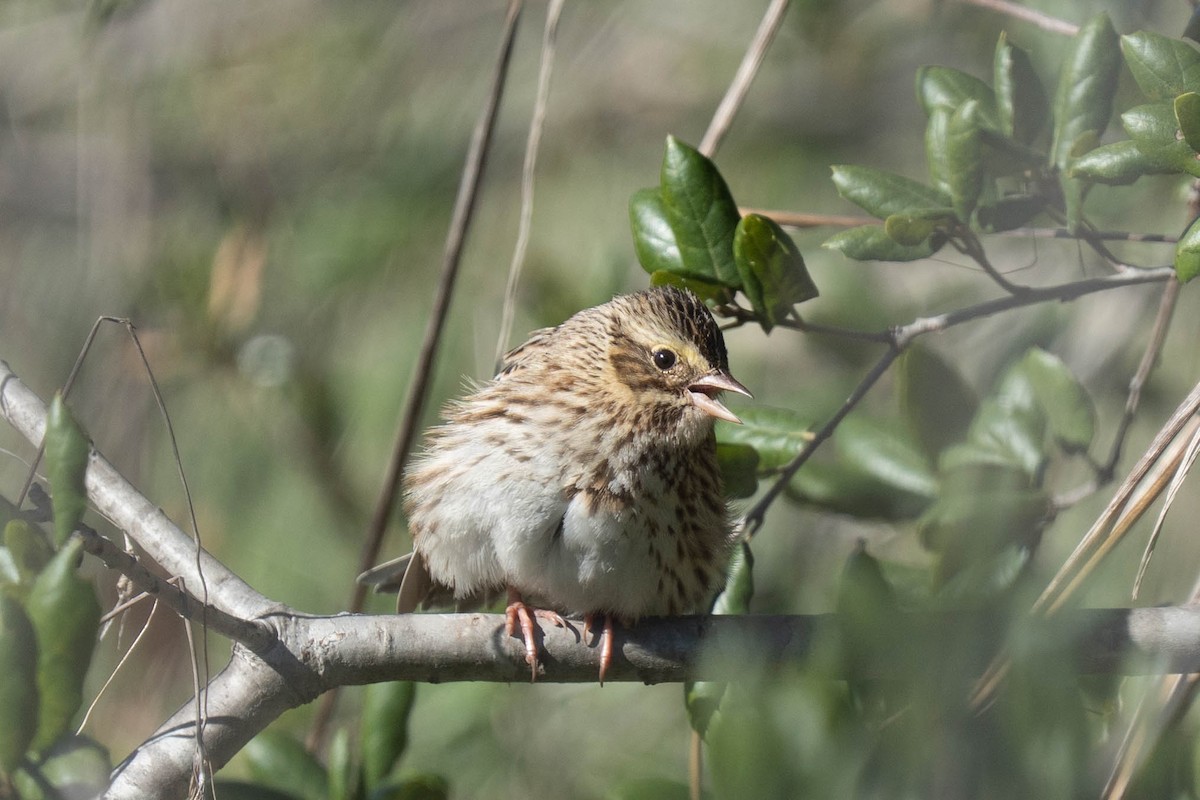 Bruant des prés - ML646430736
