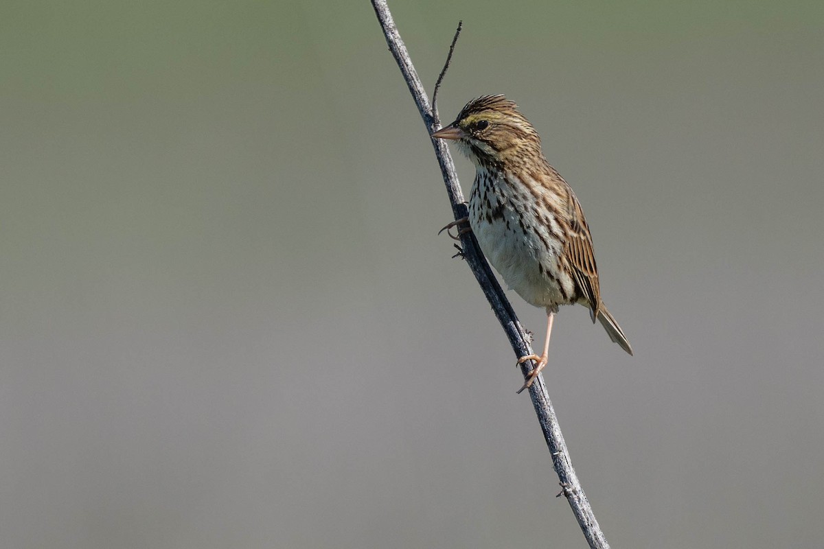 Bruant des prés - ML646430737