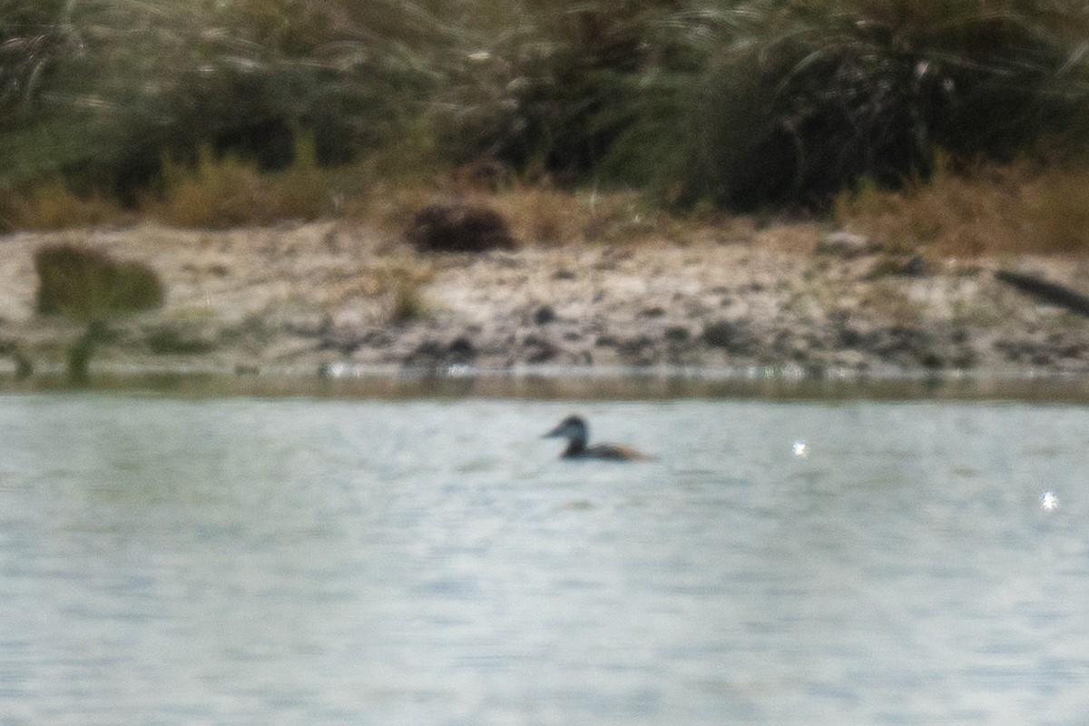 Schwarzkopf-Ruderente - ML646430738