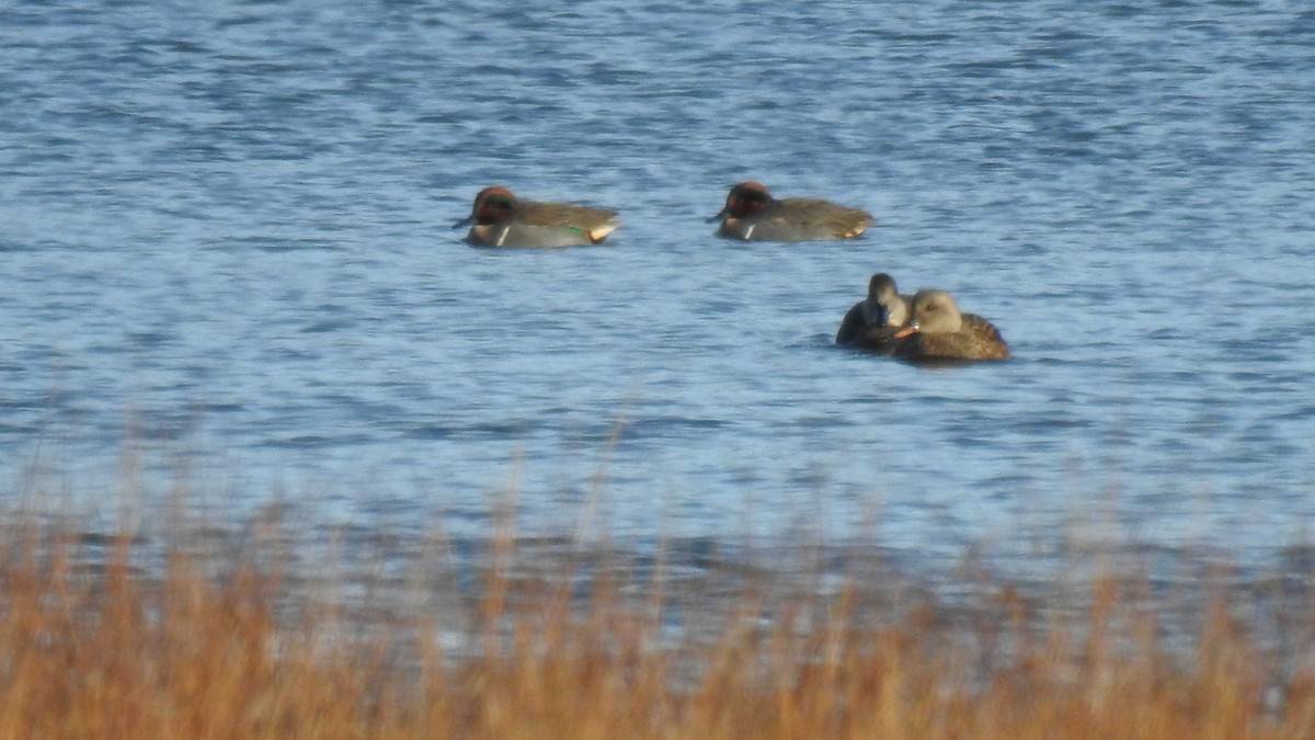 Mallard - ML646430739