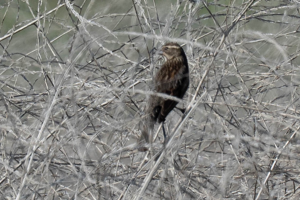 Red-winged Blackbird - ML646430741